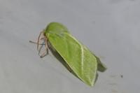 Pseudoips prasinanus