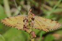 Ematurga atomaria