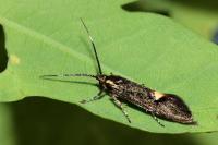 Esperia sulphurella