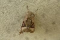 Phlogophora meticulosa