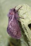 Korscheltellus lupulinus