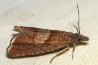 Dichrorampha acuminatana