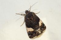 Tyta luctuosa