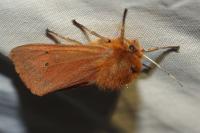 Phragmatobia fuliginosa