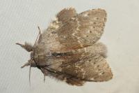 Stauropus fagi