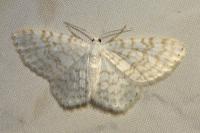 Asthena albulata