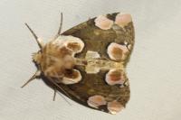 Thyatira batis