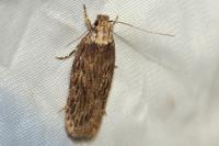 Depressaria