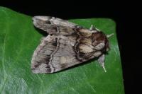 Drymonia velitaris