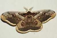Saturnia pyri