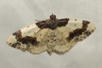 Ligdia adustata