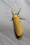 Wittia sororcula