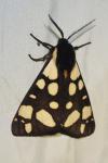 Arctia villica