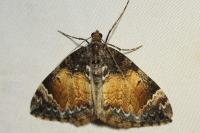 Dysstroma truncata