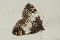 Dysstroma truncata