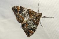 Dysstroma truncata