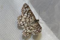 Chiasmia clathrata