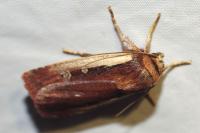 Ochropleura plecta