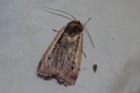 Ochropleura leucogaster