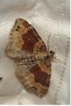 Xanthorhoe spadicearia