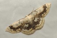 Cyclophora annularia