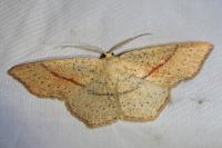 Cyclophora punctaria