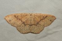 Cyclophora porata