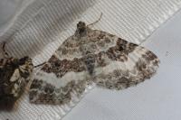 Epirrhoe rivata