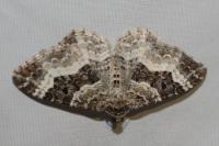 Epirrhoe alternata
