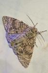 Acronicta megacephala