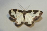 Lomaspilis marginata