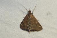 Pyrausta despicata
