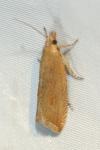 Bactra