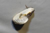 Cilix glaucata