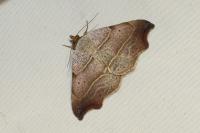 Laspeyria flexula