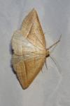 Petrophora chlorosata