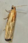 Eucosma cana