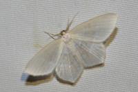 Jodis lactearia