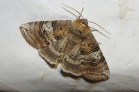 Tethea ocularis
