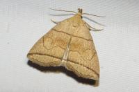 Herminia grisealis