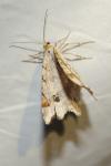 Macaria alternata
