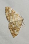 Perizoma flavofasciata