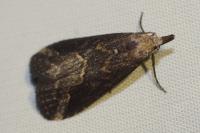 Schrankia costaestrigalis