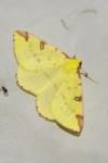 Opisthograptis luteolata