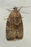 Syndemis musculana