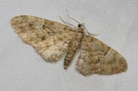 Eupithecia dodoneata