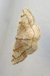 Stegania trimaculata