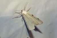 Lomographa bimaculata