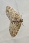 Lobophora halterata