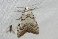 Nola confusalis